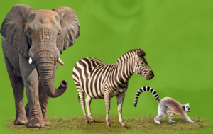 wmsp